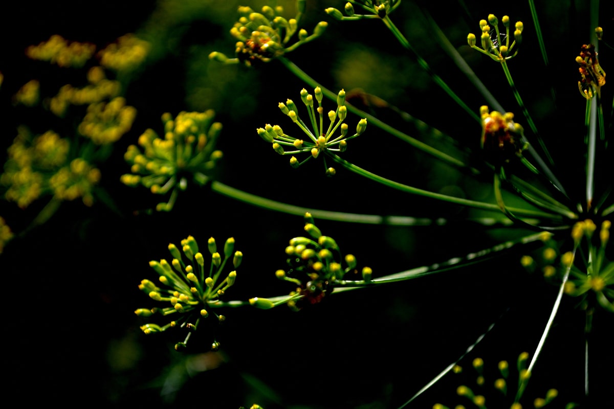 Composición natural de plantas medicinales